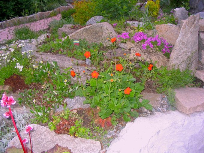 Растения для альпинария - гравилат, флокс шиловидный, бадан